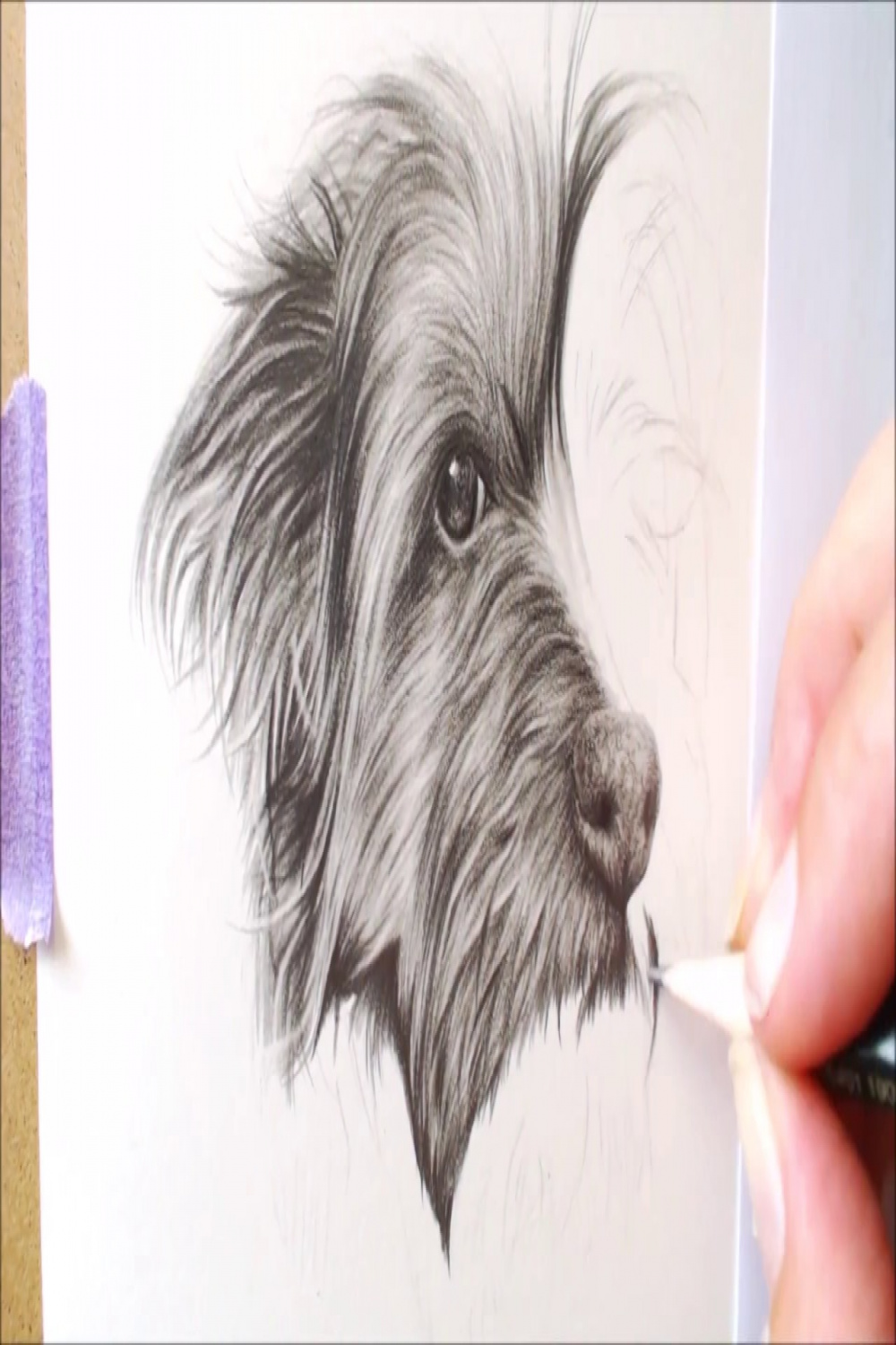Graphite pencil drawing time lapse - Yorkshire Terrier Dog Drawing Pet  Portrait