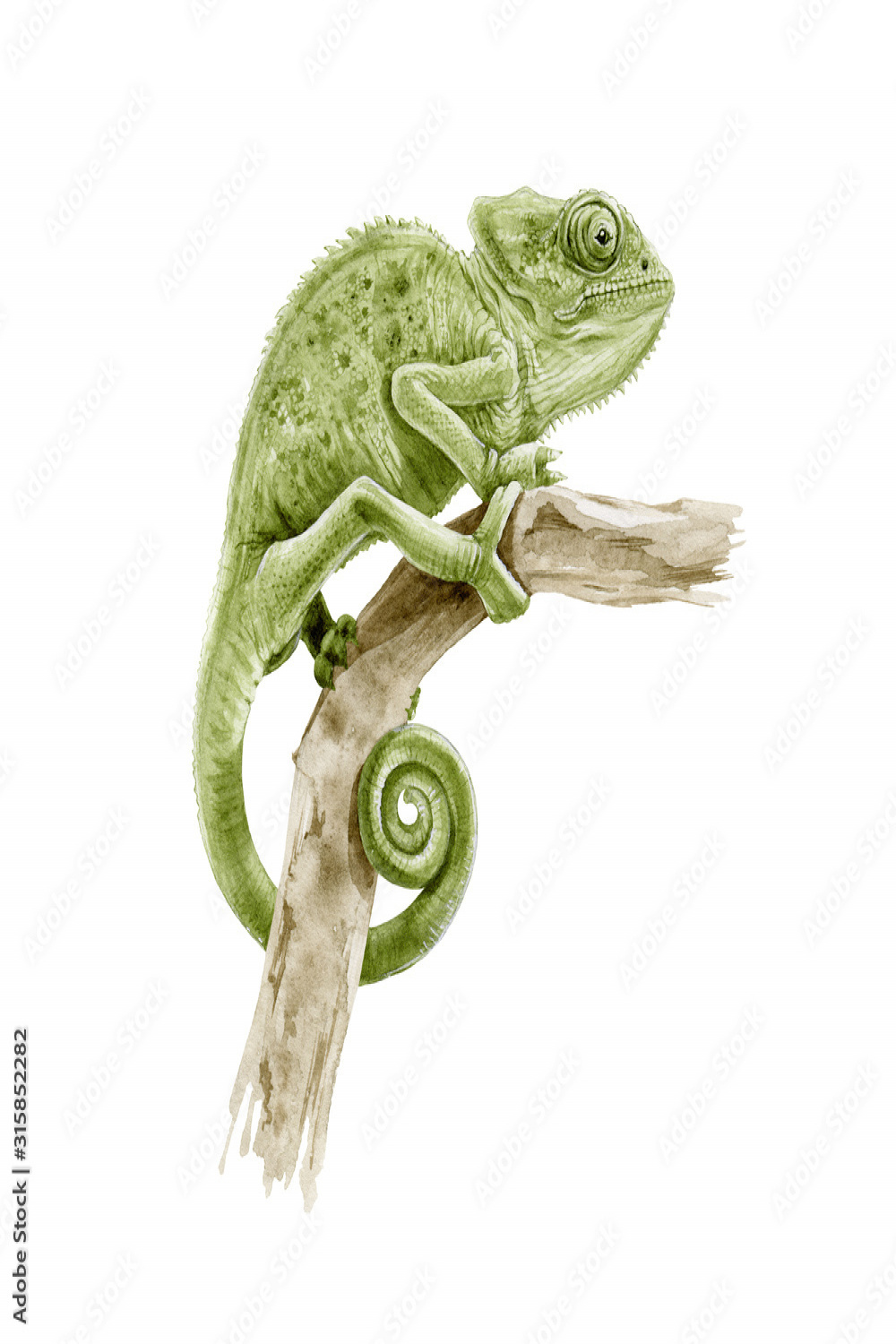 Green panter chameleon on the branch watercolor illustration