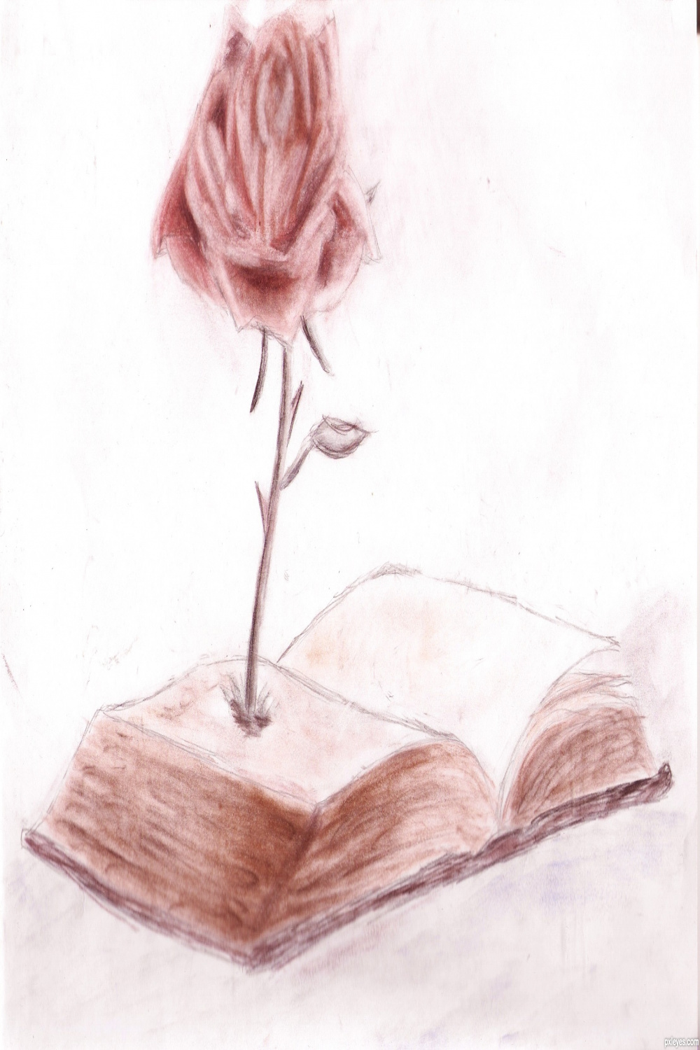 Growing Rose picture, by Agnieszka for: custom still life drawing