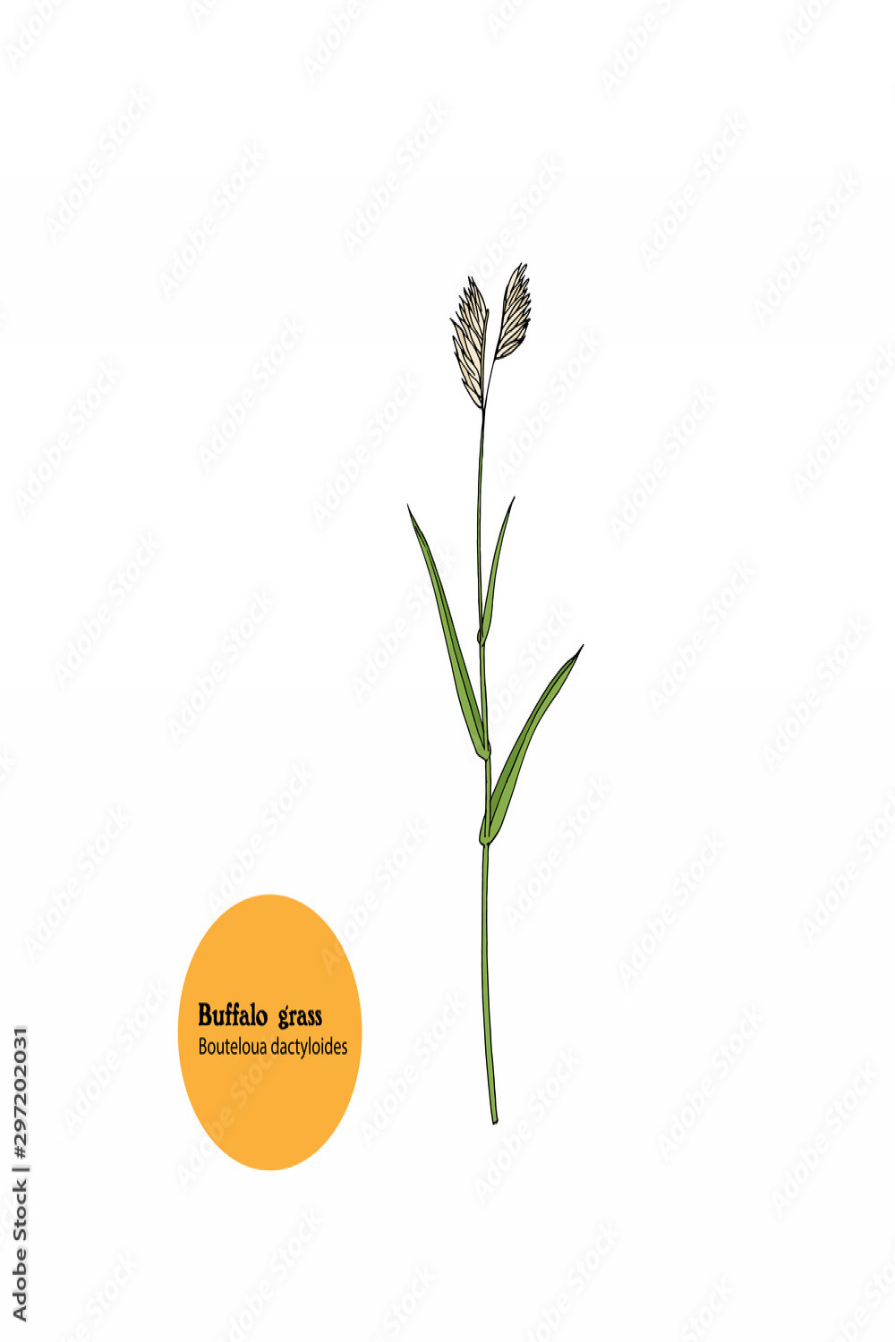 Hand drawing of plant Buffalo grass, Bouteloua dactyloides, for
