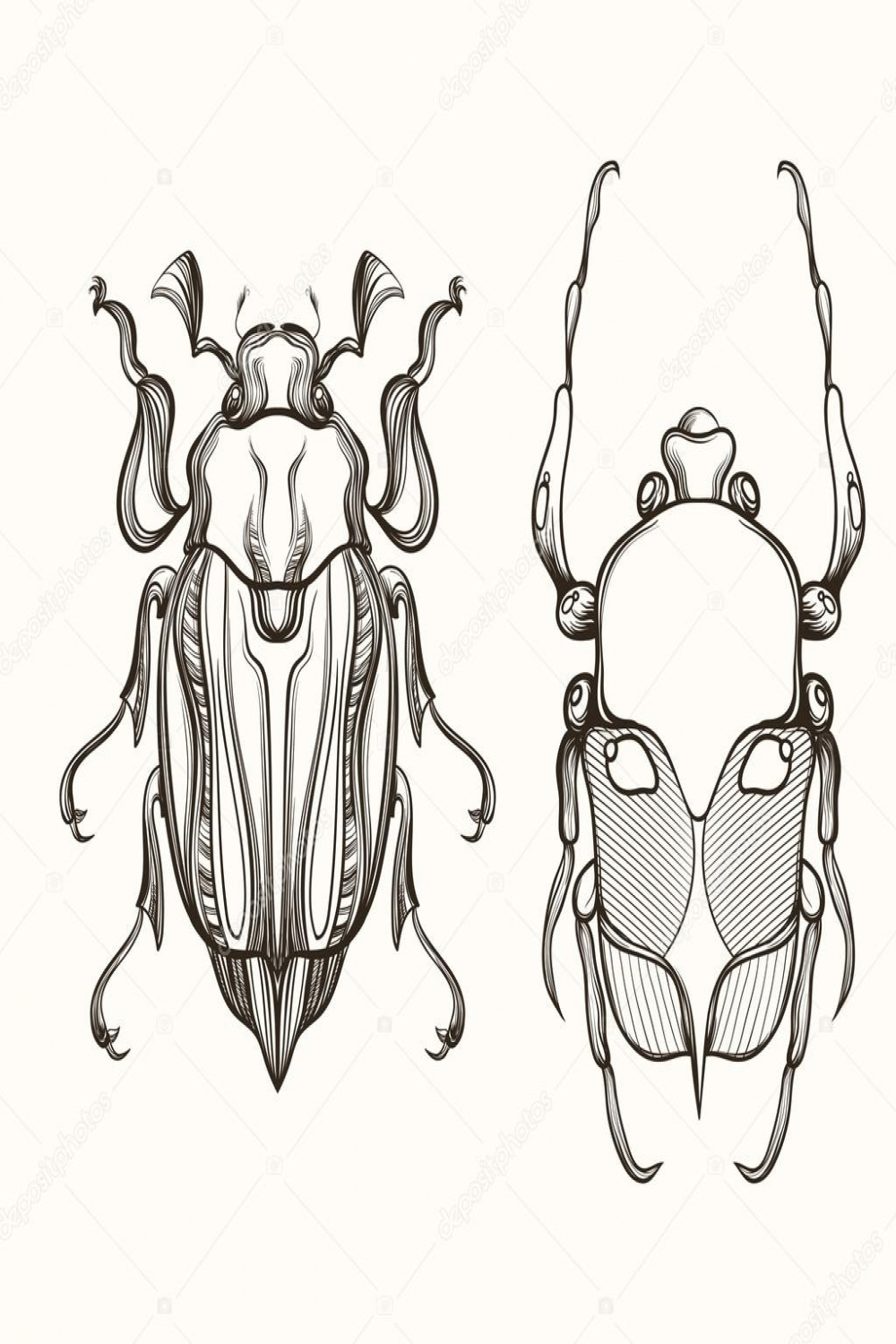 Hand drawn engraving Sketch of Scarab Beetle and May bug