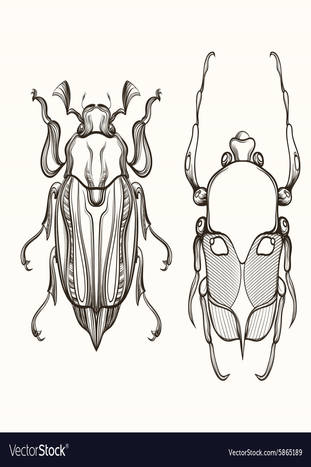 Hand drawn engraving sketch of scarab beetle Vector Image