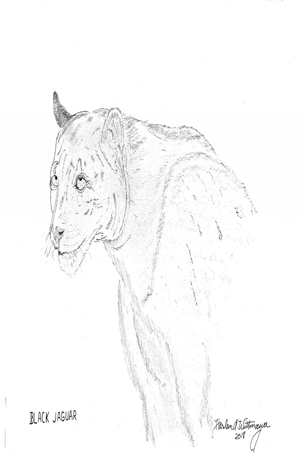 Hand Drawn Harlan A. Wittmayer Black Jaguar Sketch
