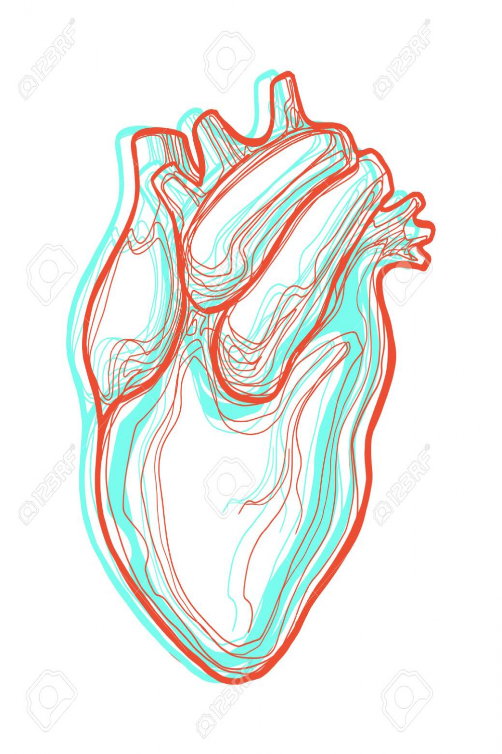 Hand Drawn Illustrartion Or Drawing Of A Red And Blue Human Heart