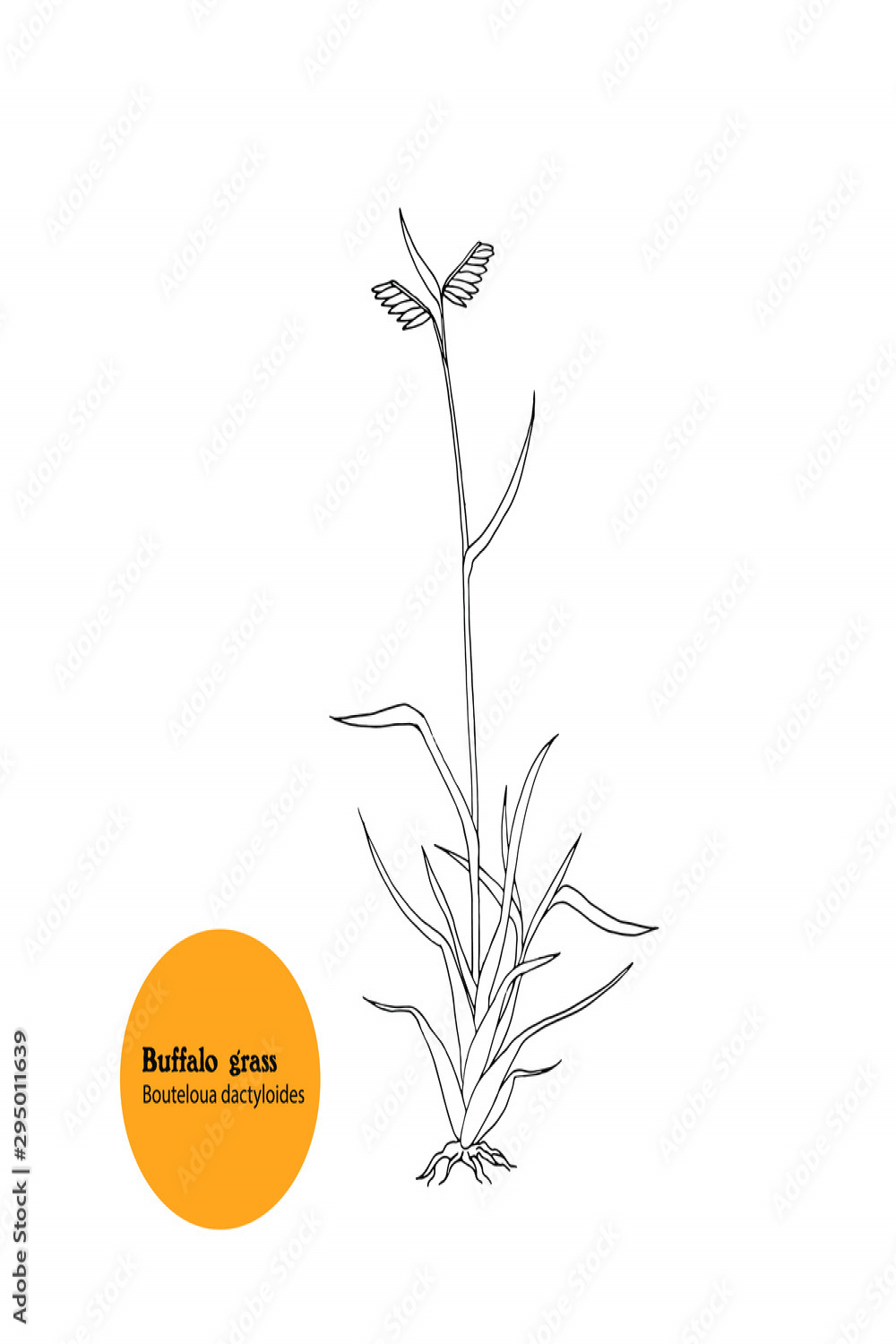 Hand drawn illustration of plant Buffalo grass, Bouteloua