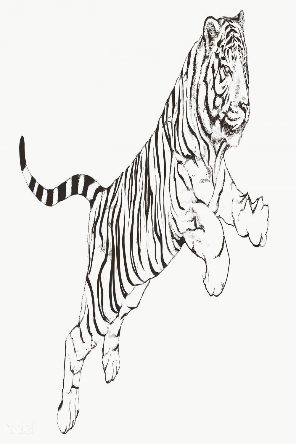 Hand drawn jumping tiger overlay  premium image by rawpixel