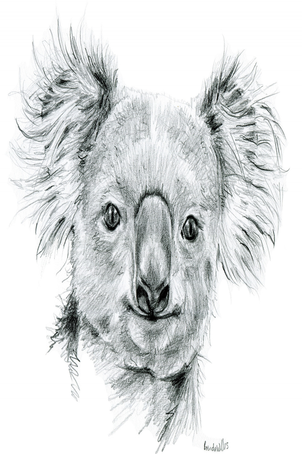 Hand Drawn Koala Portrait Drawing Print