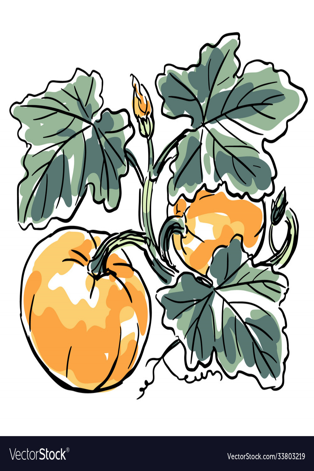 Hand-drawn pumpkin vine Royalty Free Vector Image