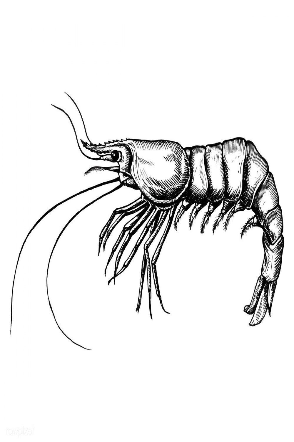 Hand drawn shrimp isolated  premium image by rawpixel