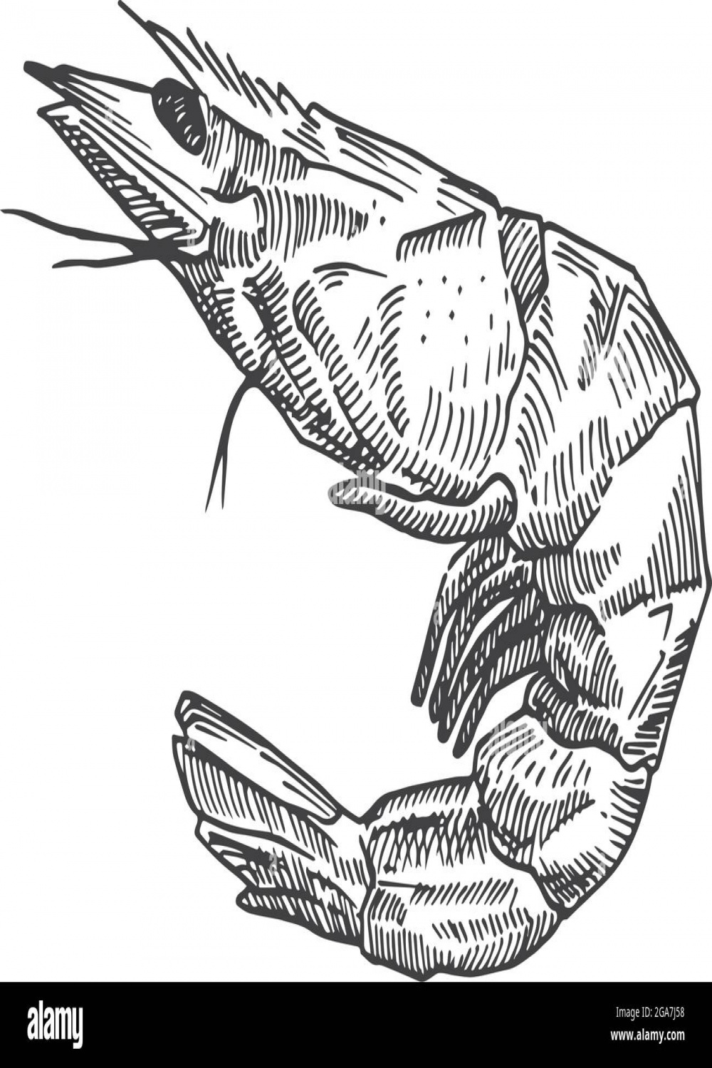 Hand Drawn Shrimp Vector Illustration