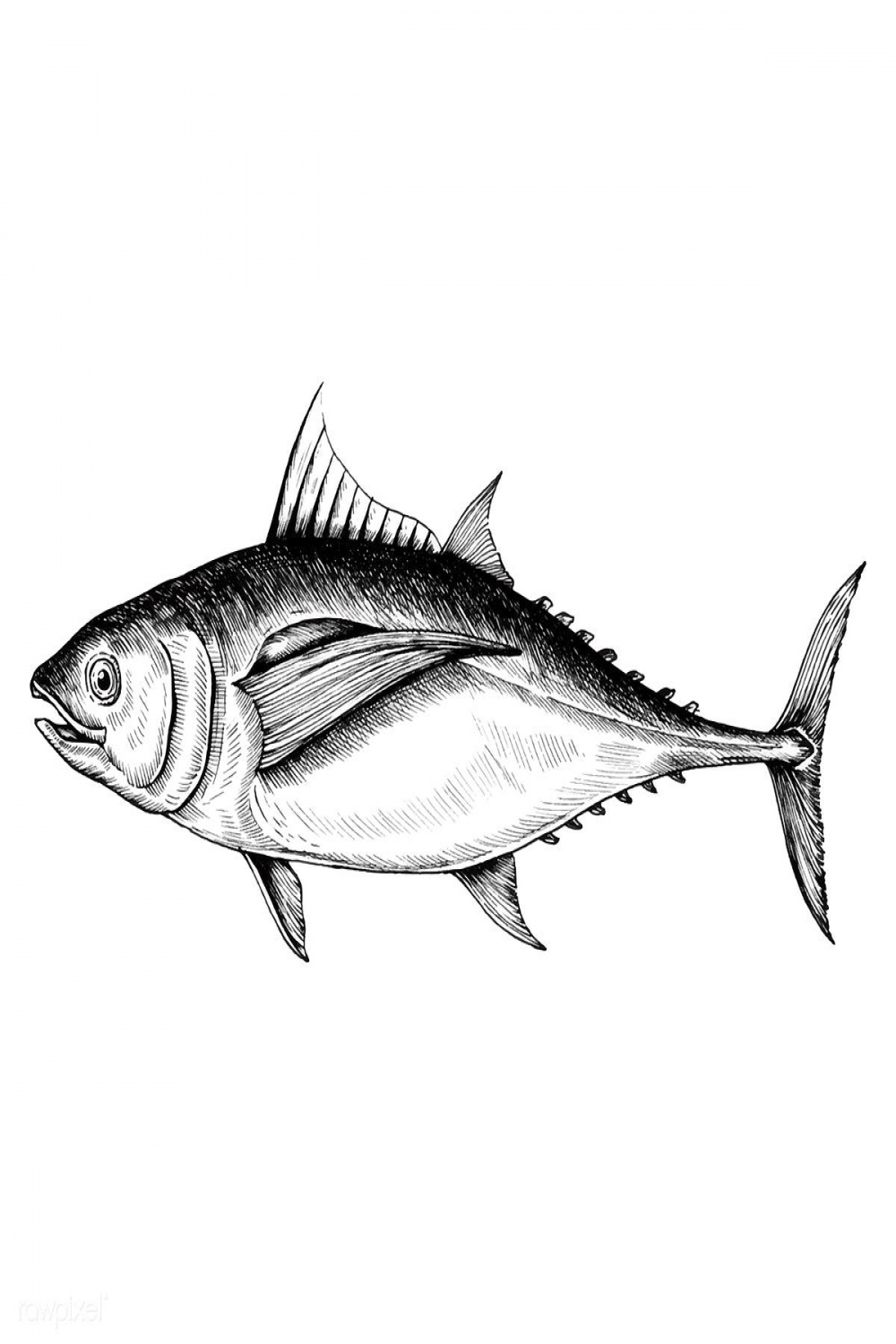 Hand drawn tuna fish  premium image by rawpixel