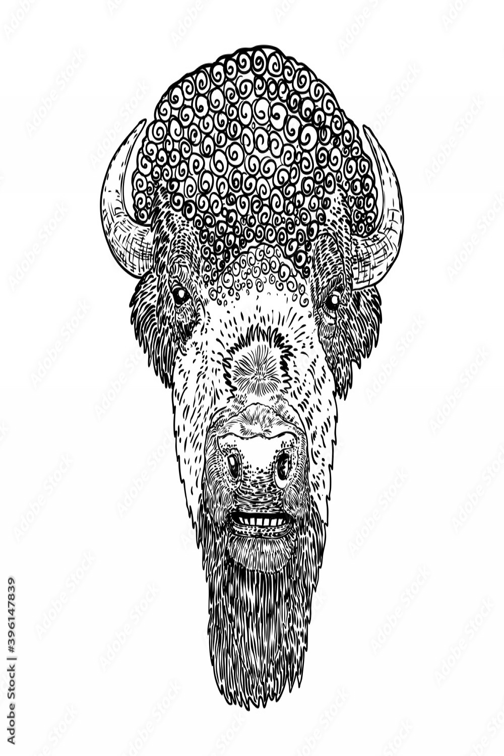 Head portrait of Native American bison. Buffalo hand drawing