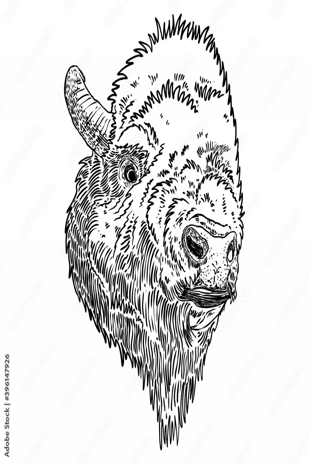 Head portrait of Native American bison. Buffalo hand drawing
