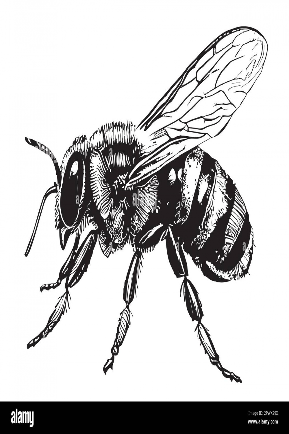 Honey Bee side view hand drawn sketch insects illustration Stock