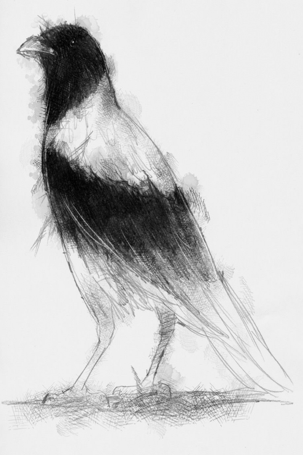 Hooded crow  SeanBriggs  Charcoal artwork, Sketch a day, Black