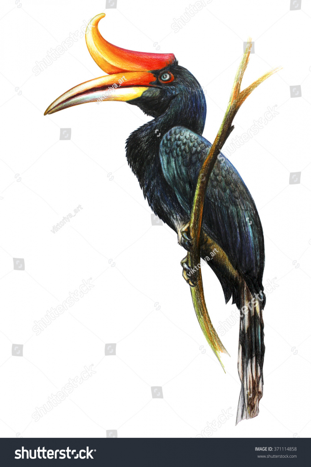 Hornbill Drawing Buceros Rhinoceros Stock Illustration