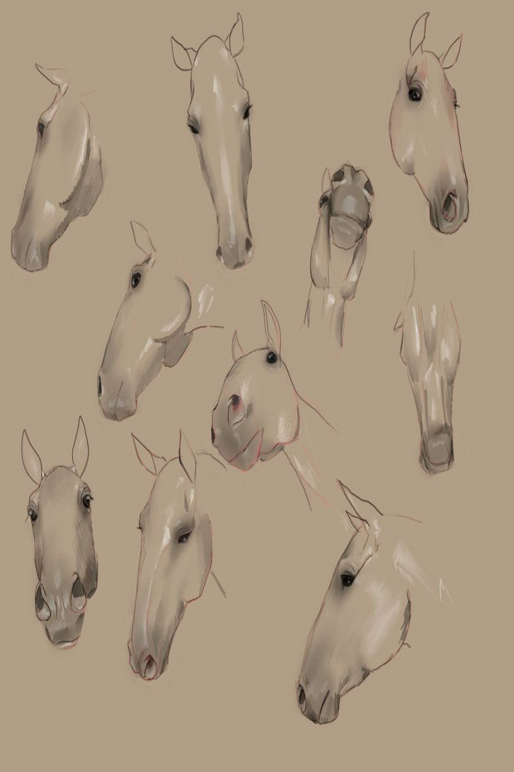 Horse Head Angles by JenPenJen on deviantART  Horse head drawing