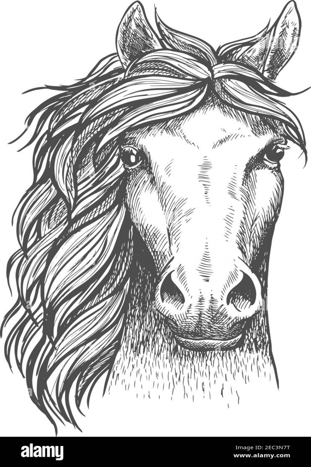 Horse mane front view Black and White Stock Photos & Images - Alamy
