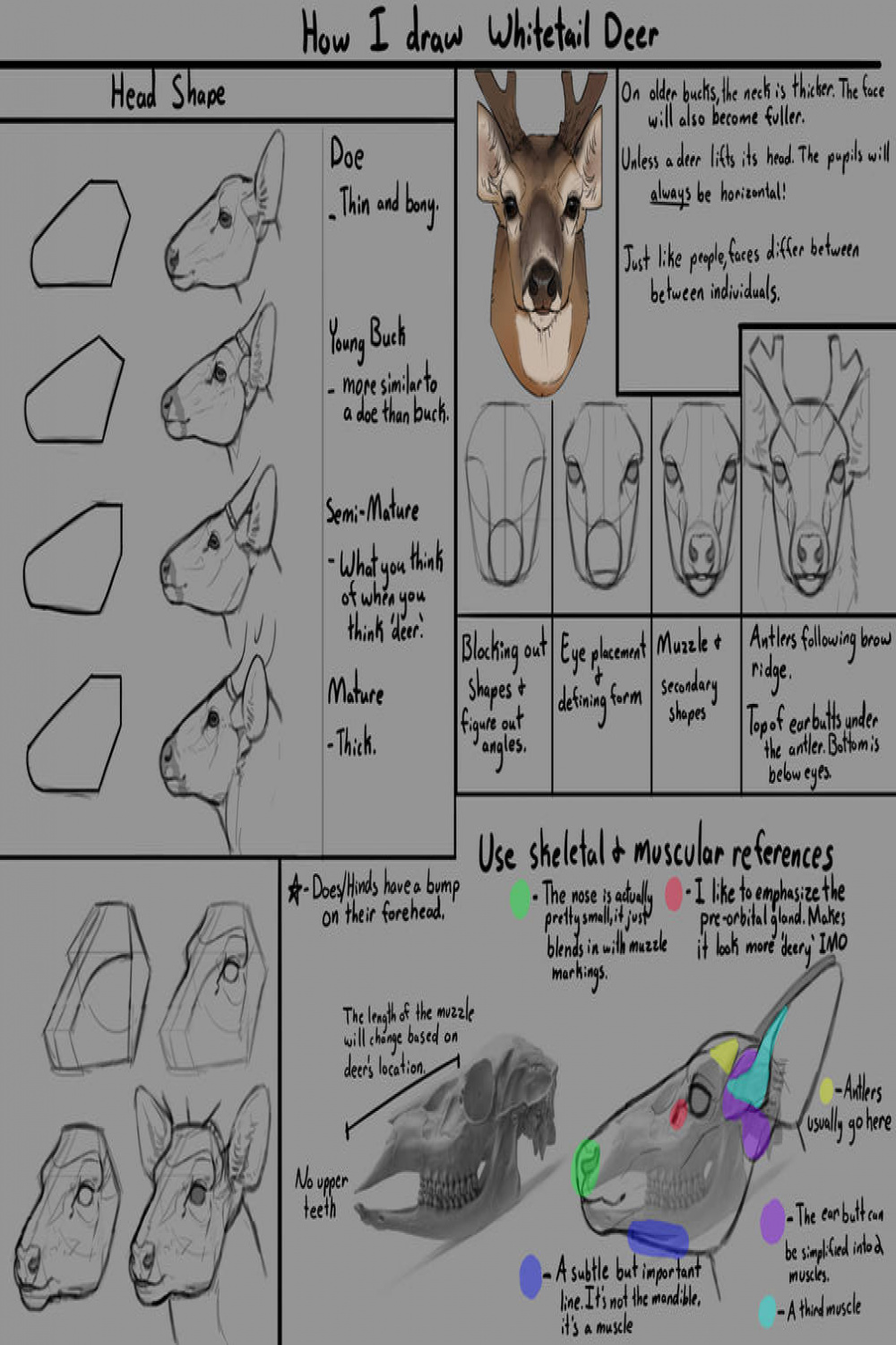 How I draw Whitetail Deer (heads) by Deertush on DeviantArt