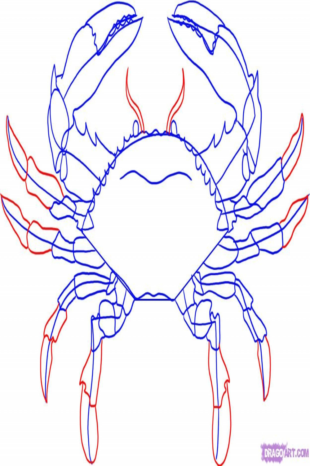 how to draw a blue crab  Crab painting, Crab art, Drawings