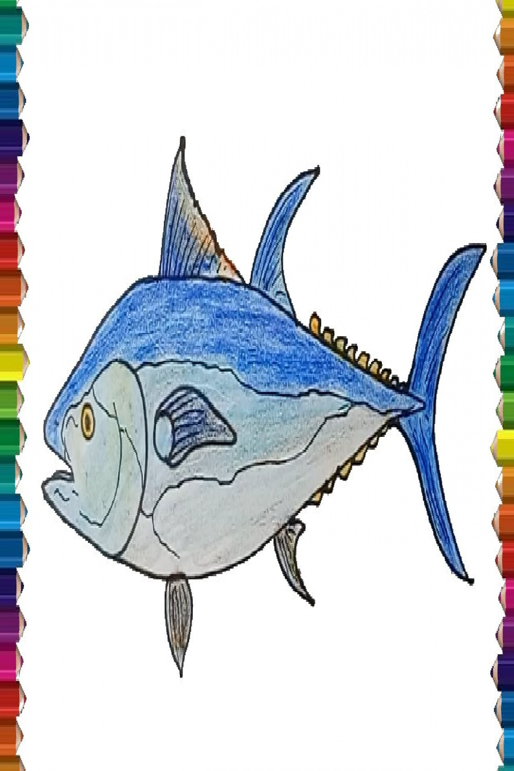 How to draw a Bluefin Tuna step by step - Fish drawing and coloring