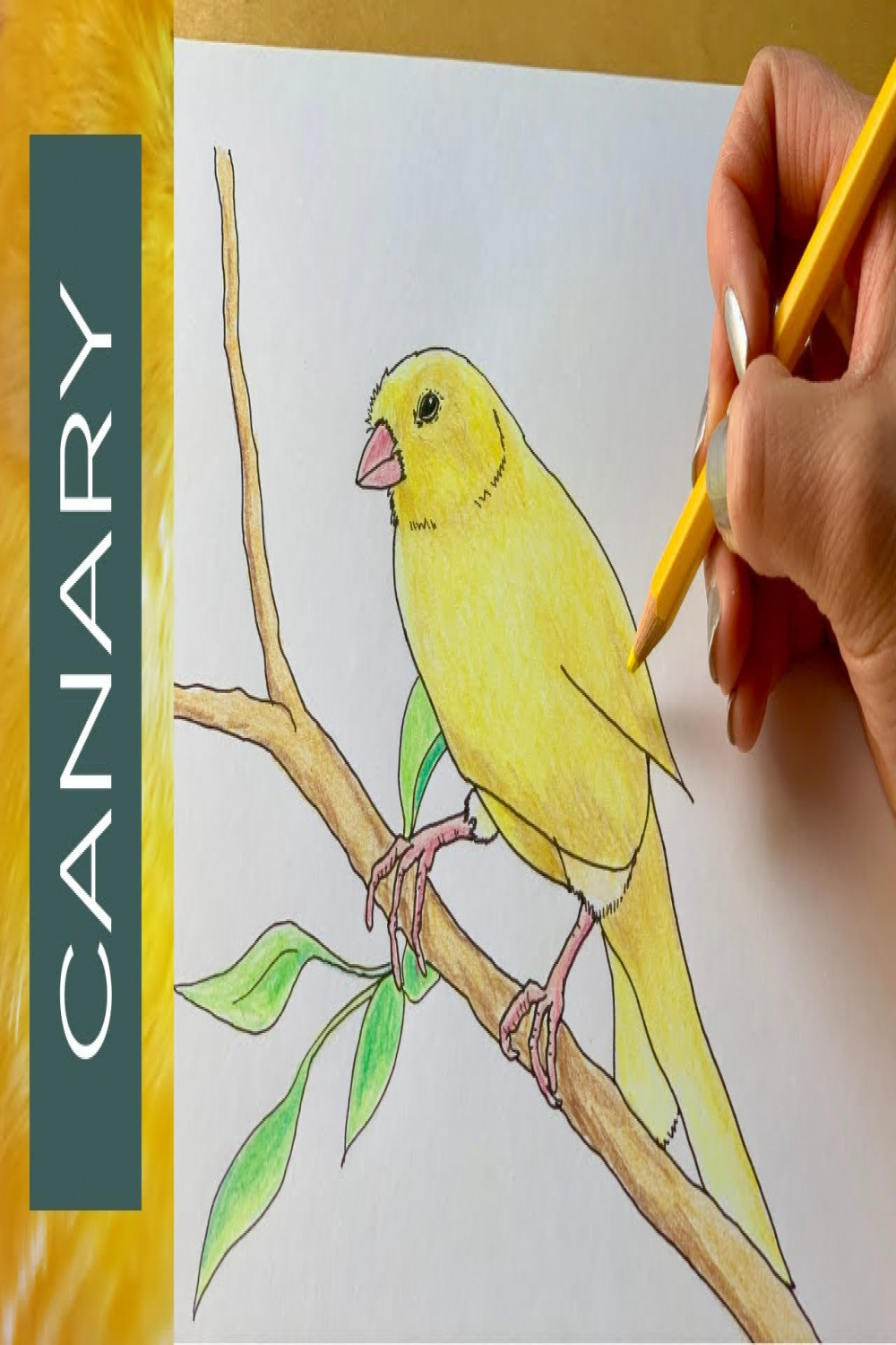 How to draw a CANARY BIRD step by step