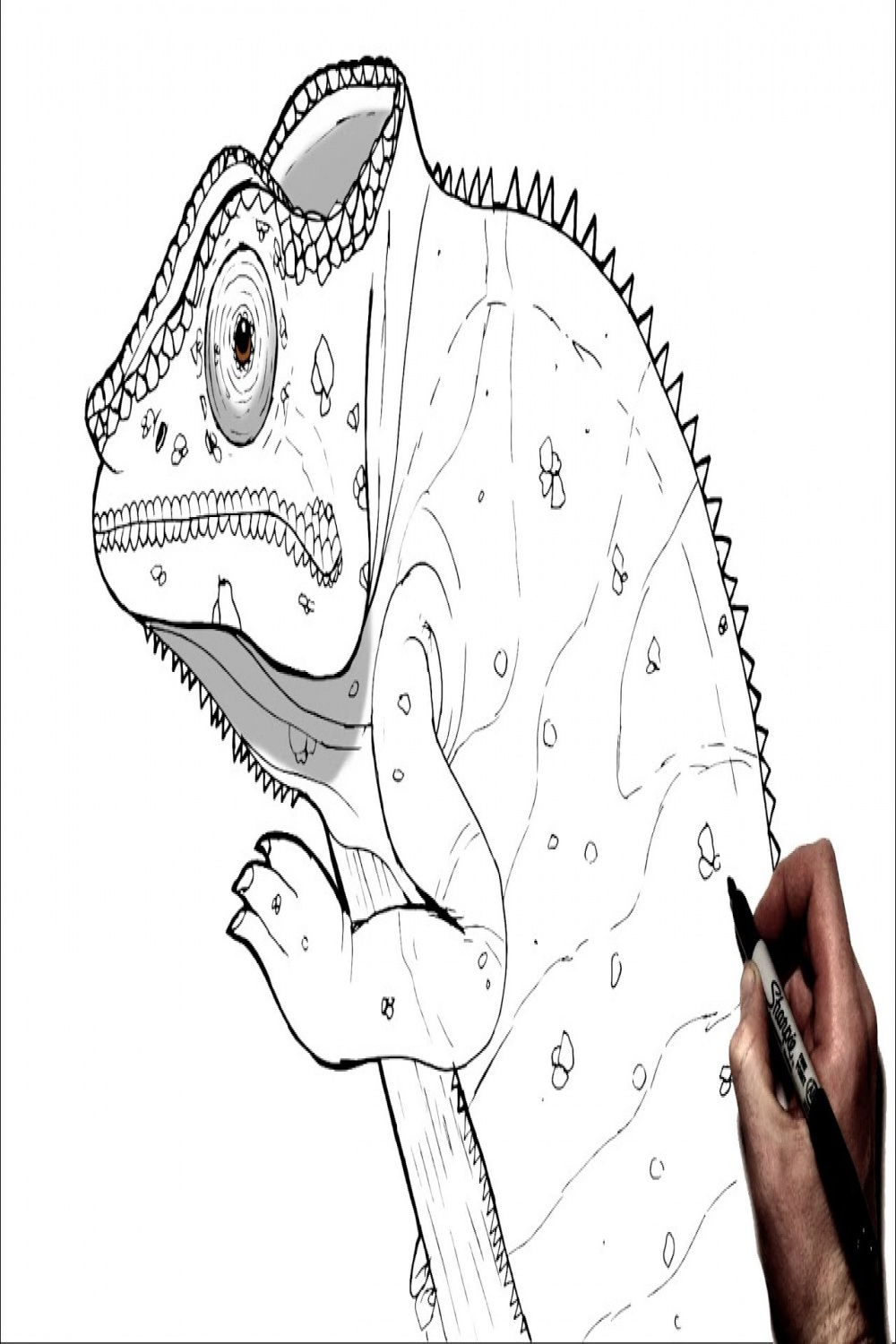 How To Draw A Chameleon  Step By Step