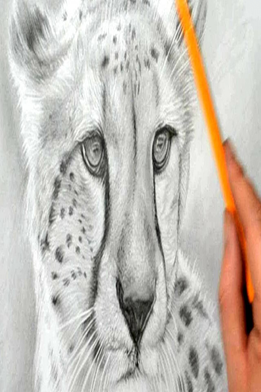 How to Draw a Cheetah - Realistic Pencil Drawing
