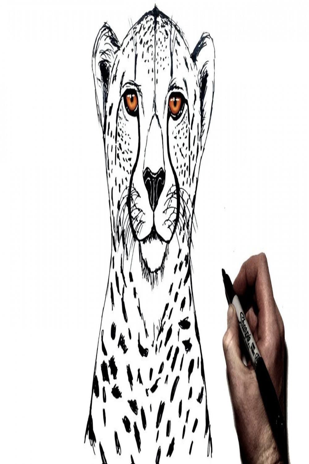How To Draw a Cheetah  Step By Step - YouTube  Cheetah drawing