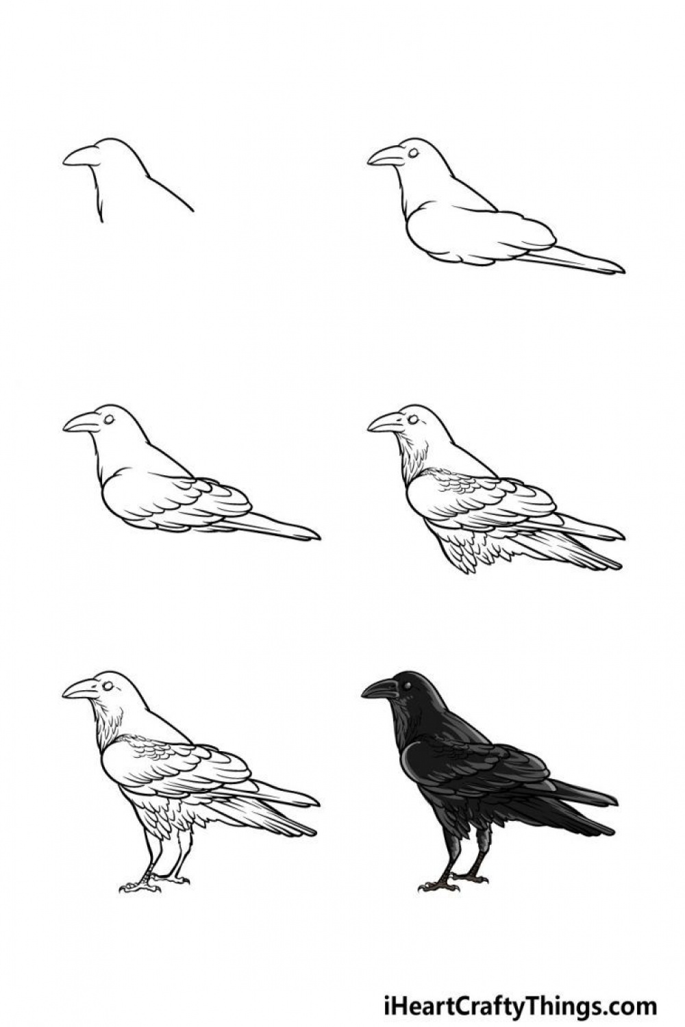 How to Draw A Crow – A Step by Step Guide  Crows drawing, Crow