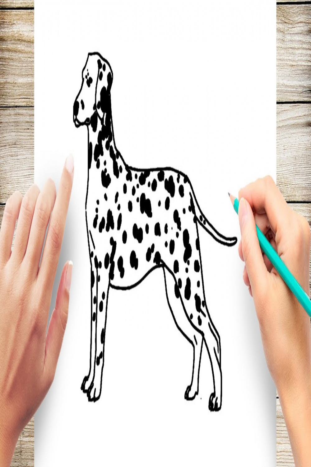How to Draw A Dalmatian