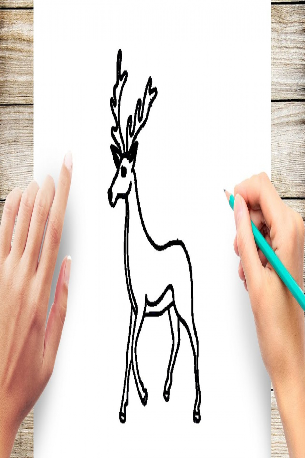 How to Draw a Deer Easy Step