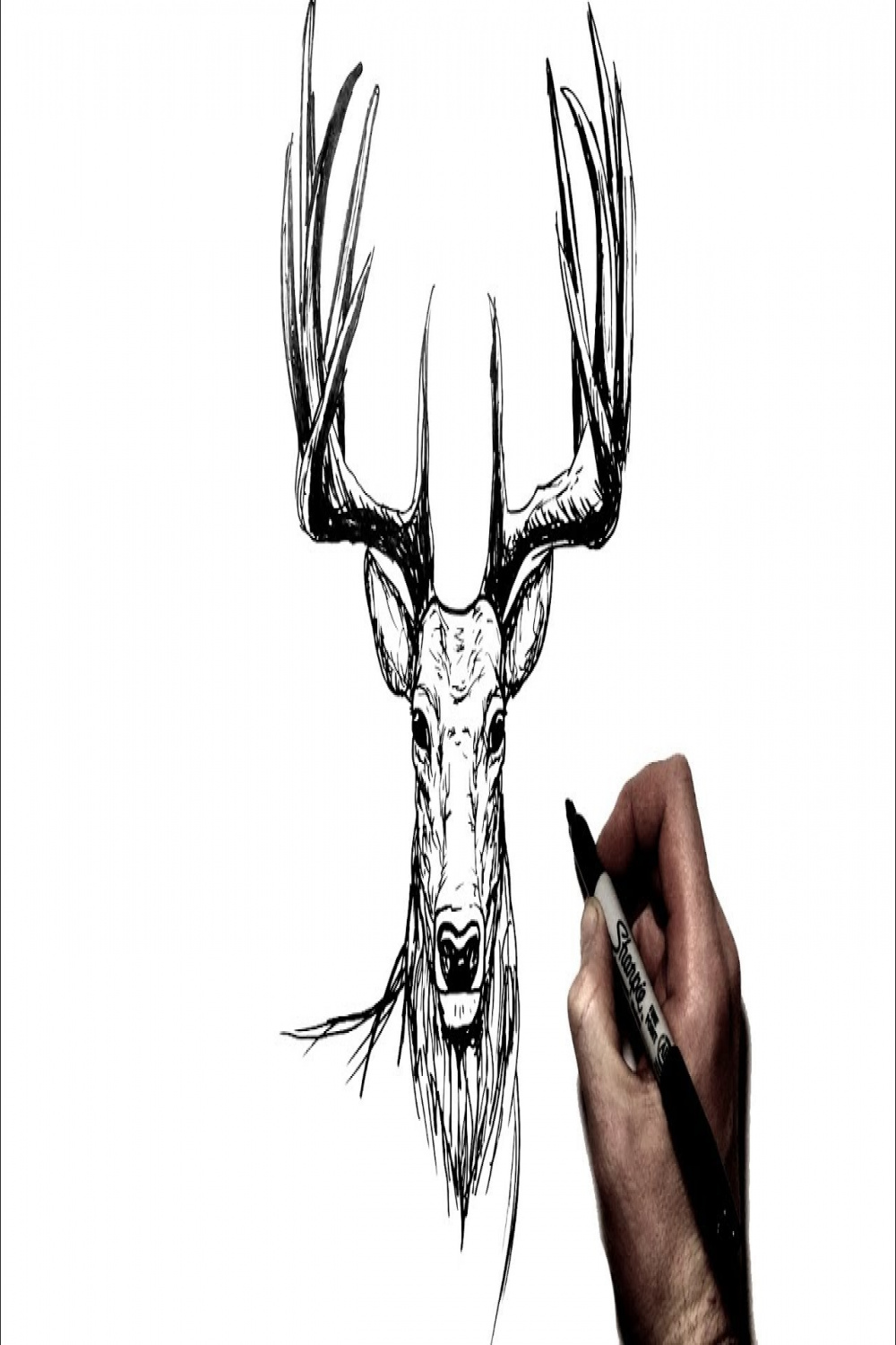 How To Draw a Deer Stag  Step by Step