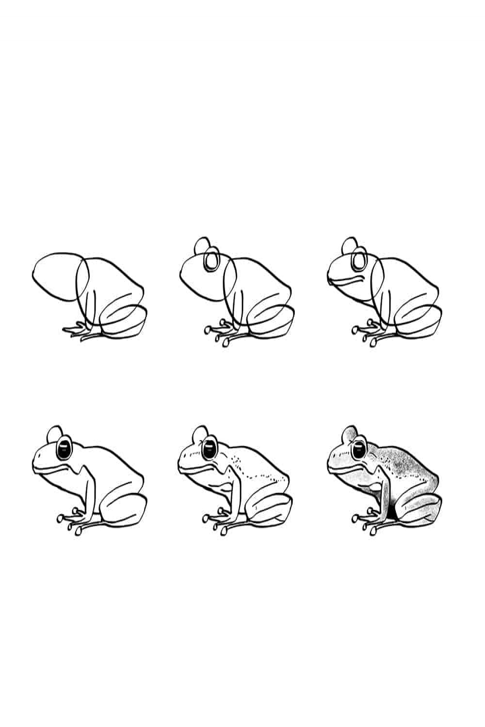 How To Draw A Frog  Timmy Ross