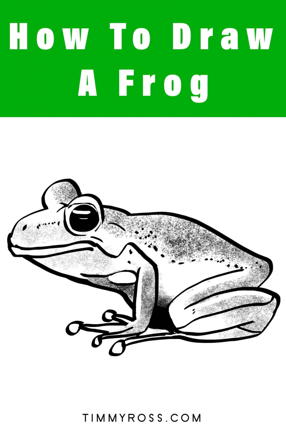 How To Draw A Frog  Timmy Ross