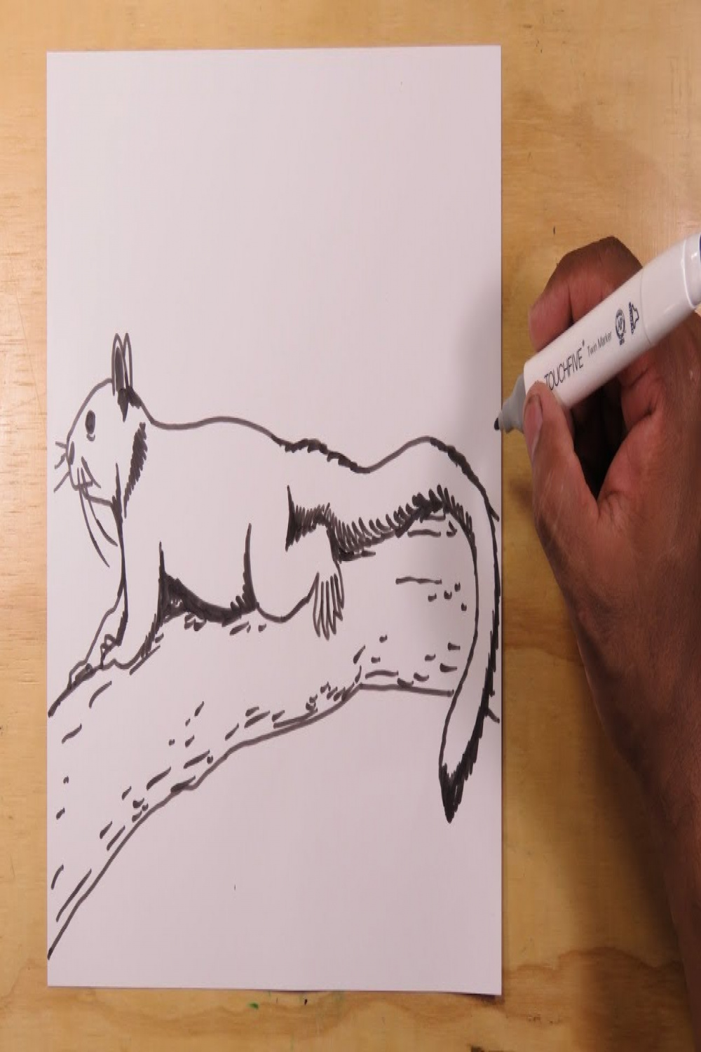 How to draw a giant squirrel from India