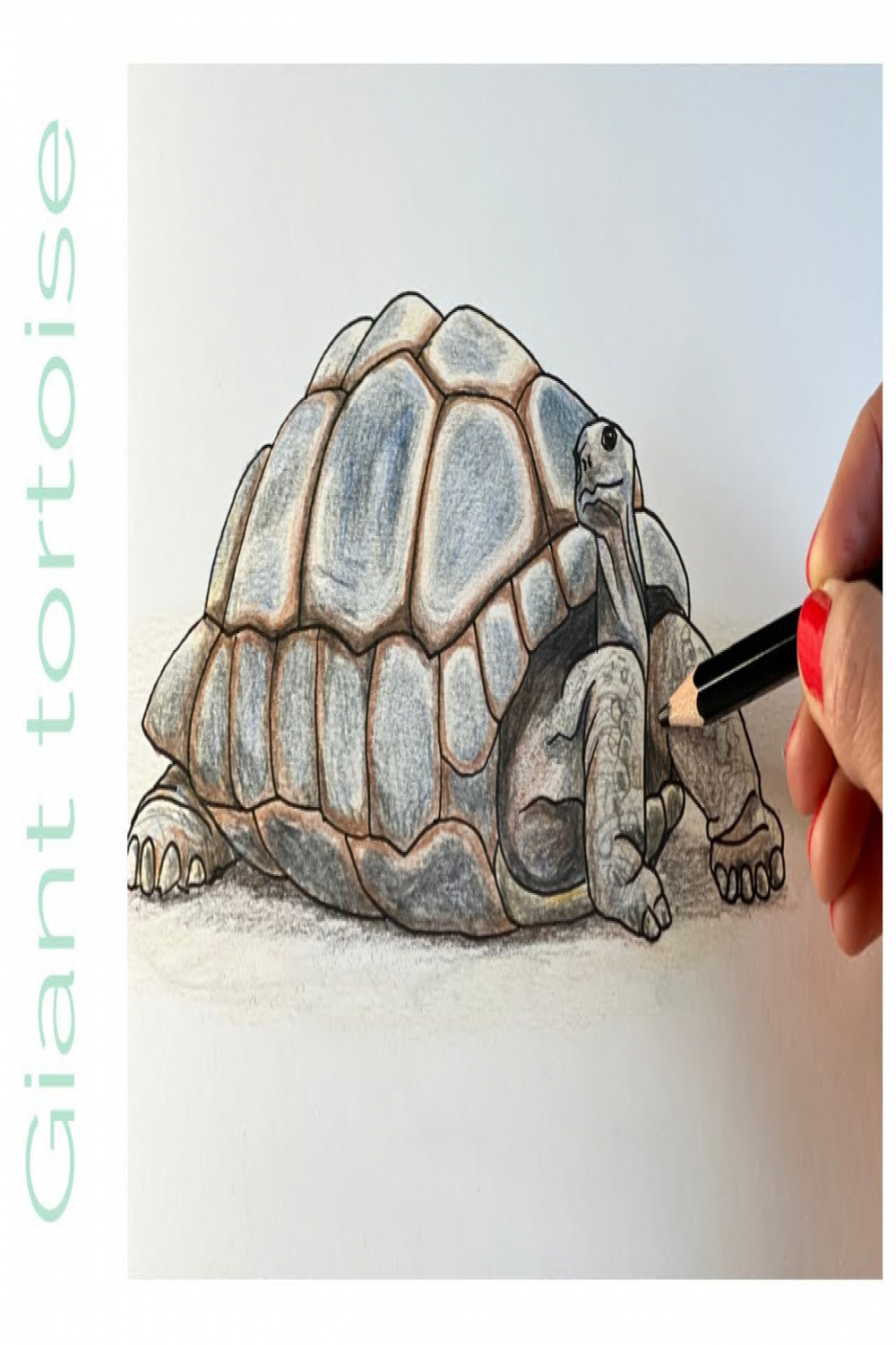 How to draw a GIANT TORTOISE
