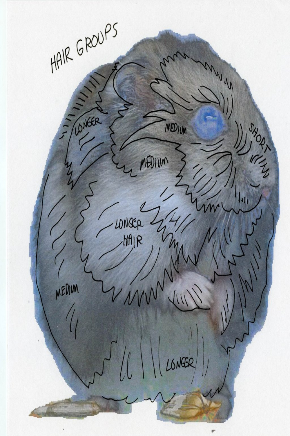 How To Draw A Hamster On A Postcard - Doodlewash®