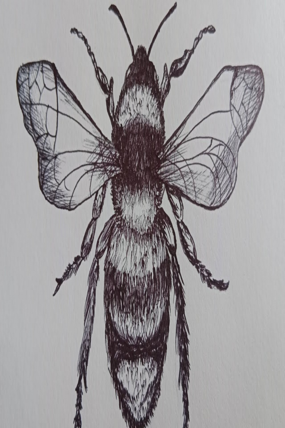 How to Draw a Honey Bee Sketch Easily With Pen and Paper  honey bee  drawing easy for beginners