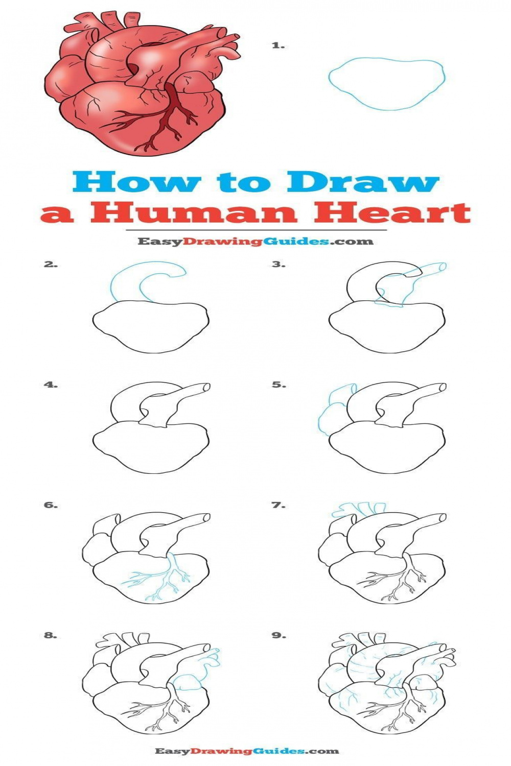 How to Draw a Human Heart - Really Easy Drawing Tutorial  Drawing