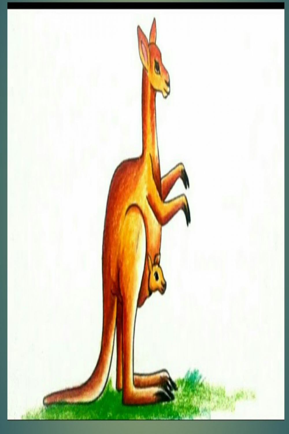 How to draw a kangaroo step by step easykangaroo drawing easy colour