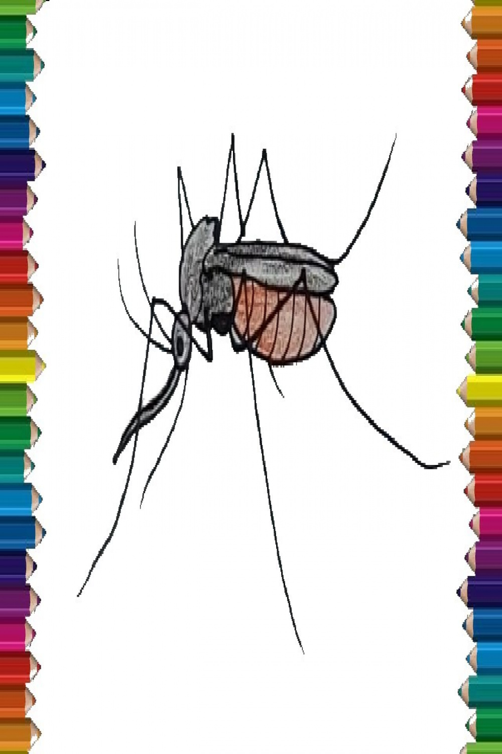 How to draw a Mosquito step by step - Mosquito drawing easy for beginners
