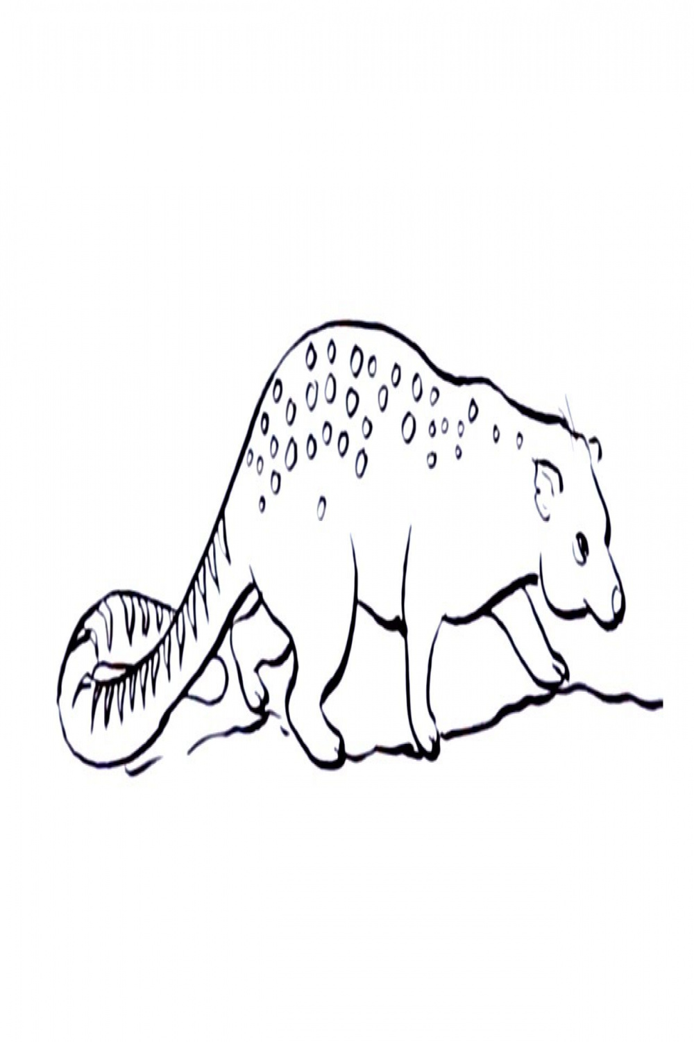 How to draw a Palm Civet easy.