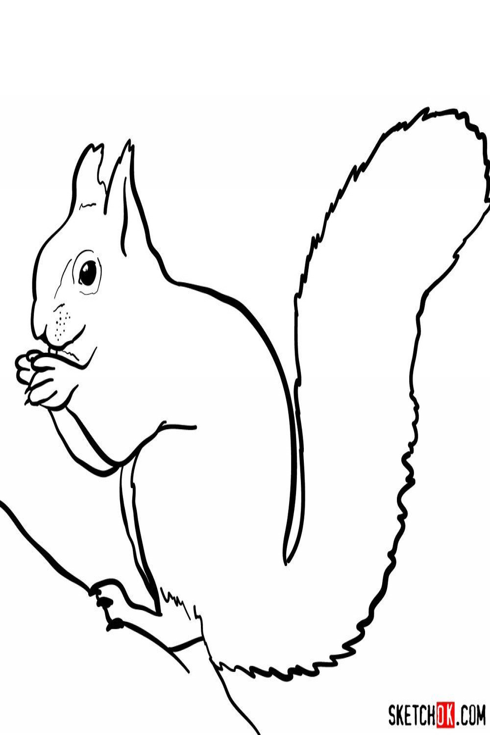 How to draw a squirrel (side view)  Drawings, Animals wild