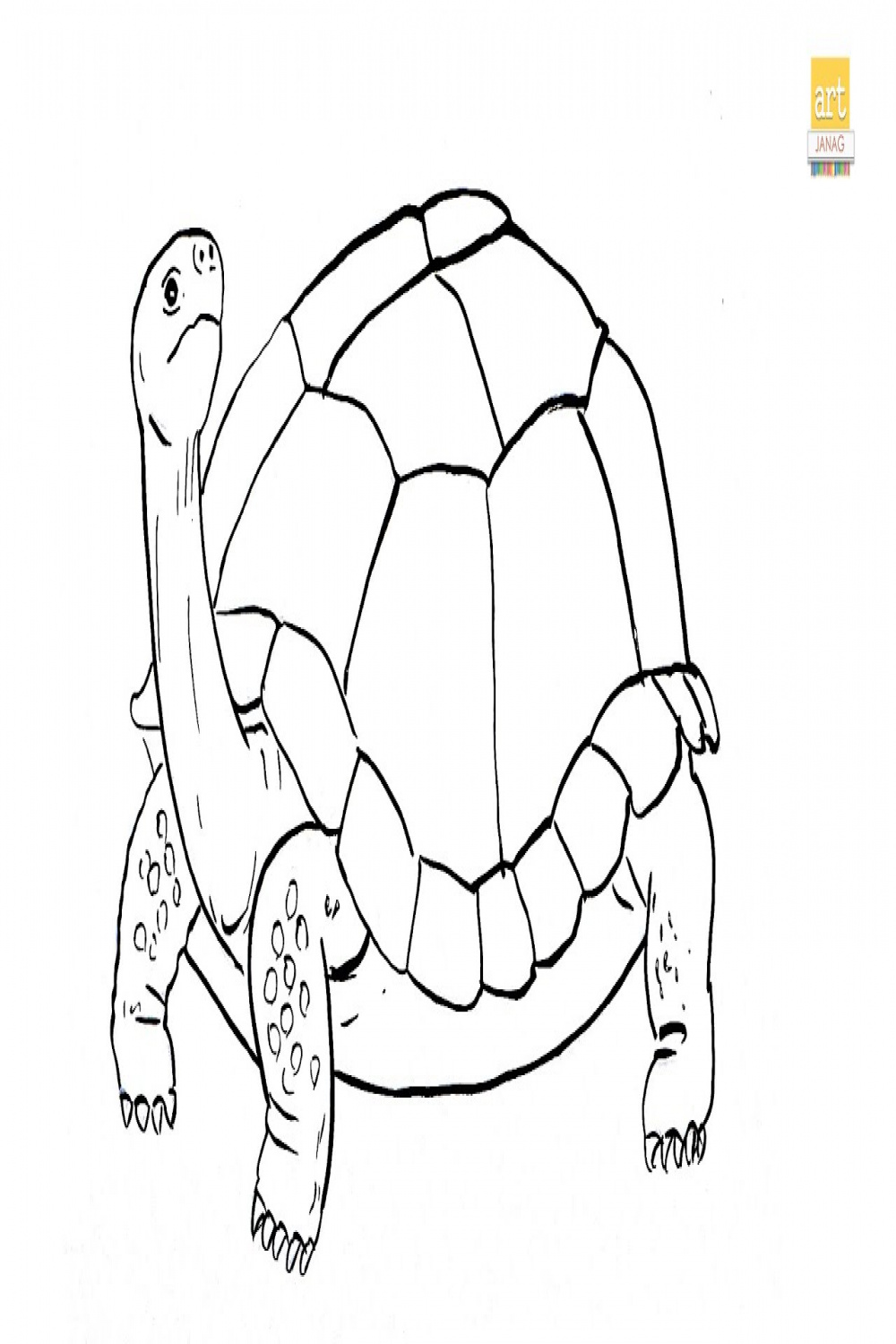 How to Draw A Tortoise drawing II tortoise drawing Easy II part  II  #artjanag