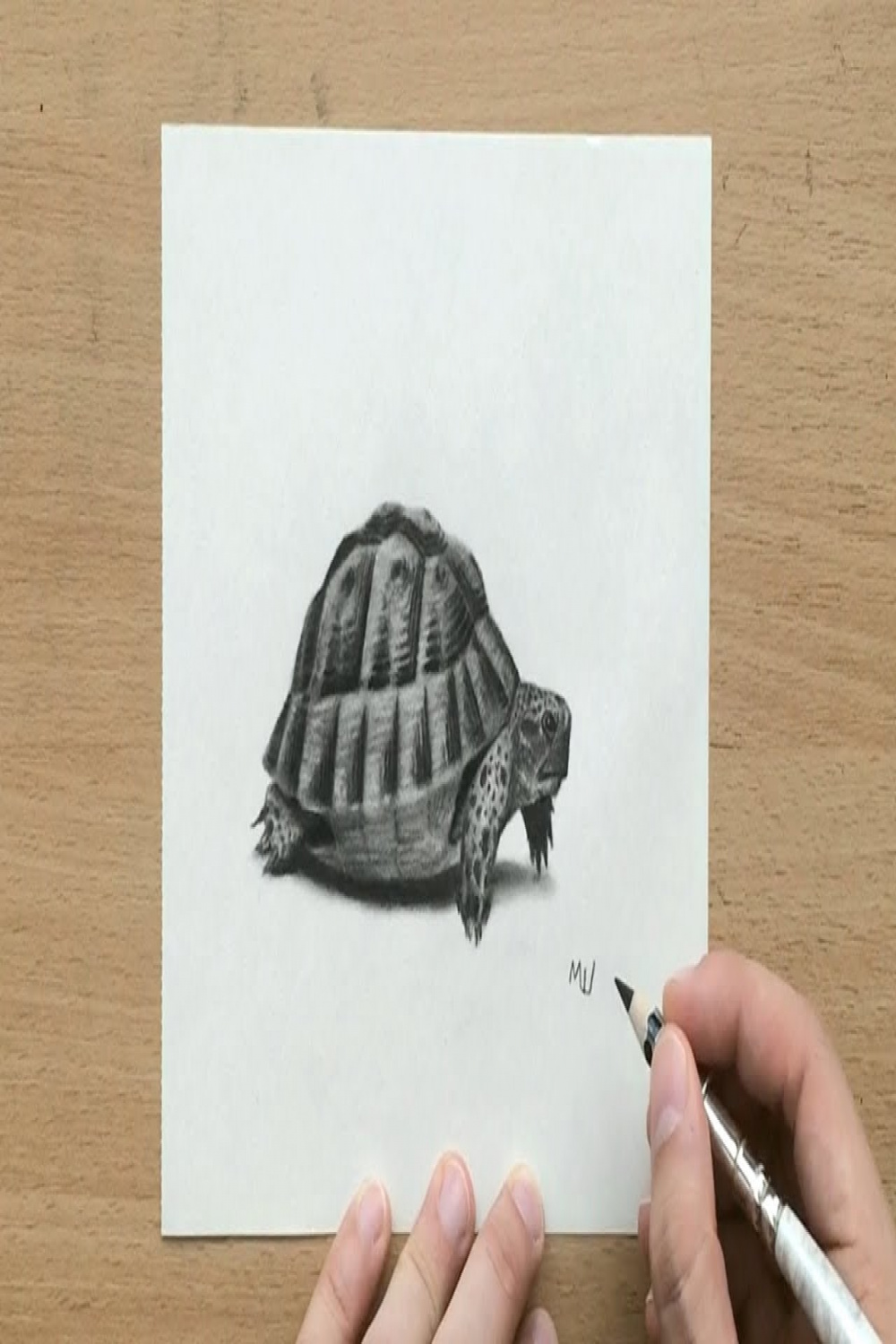 How to Draw a Tortoise in Charcoal - Narrated Tutorial