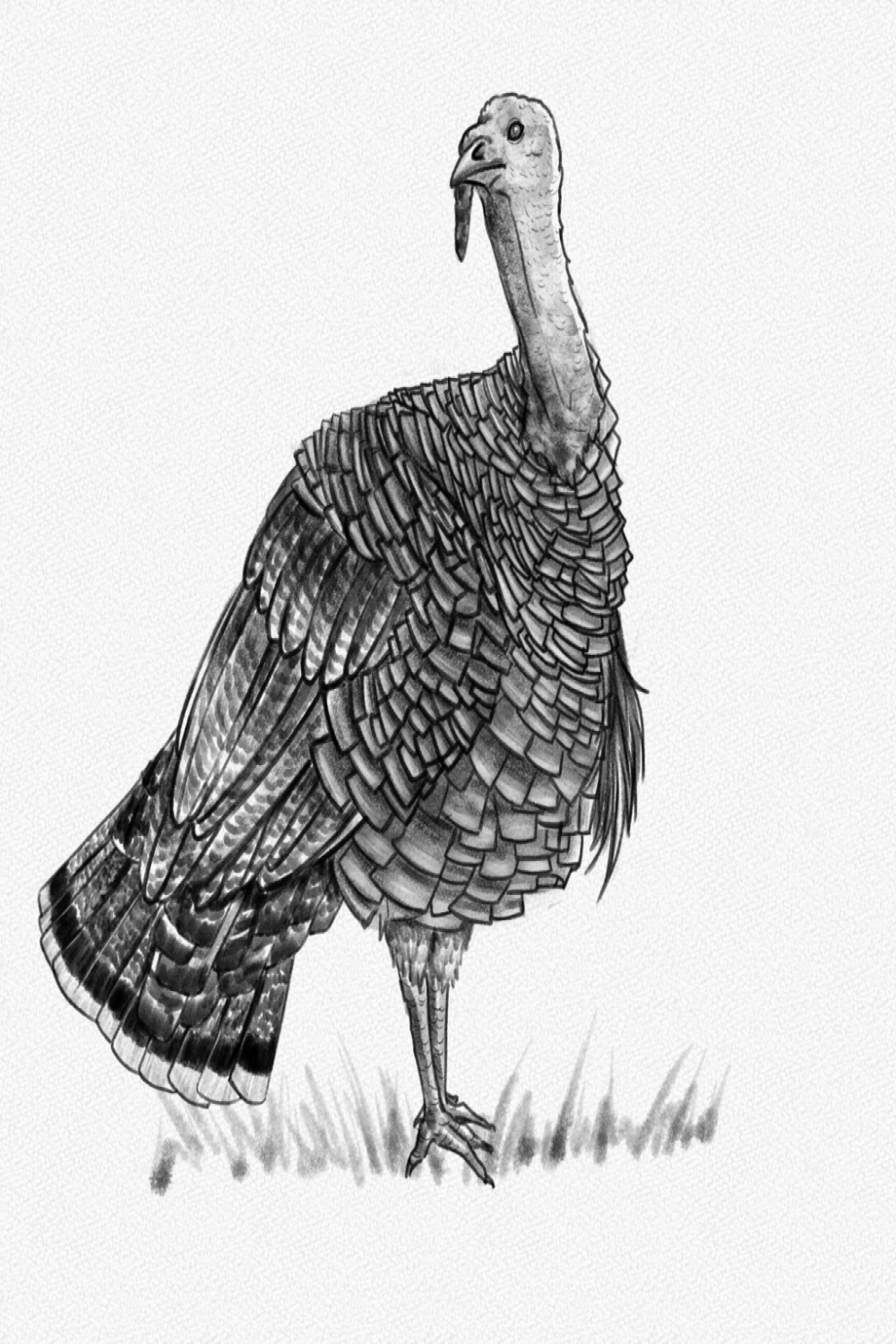 How To Draw A Turkey – Step-by-Step Tutorial – Artlex