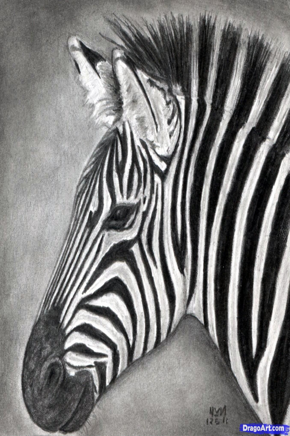 How To Draw A Zebra, Draw A Realistic Zebra, Step by Step, Drawing