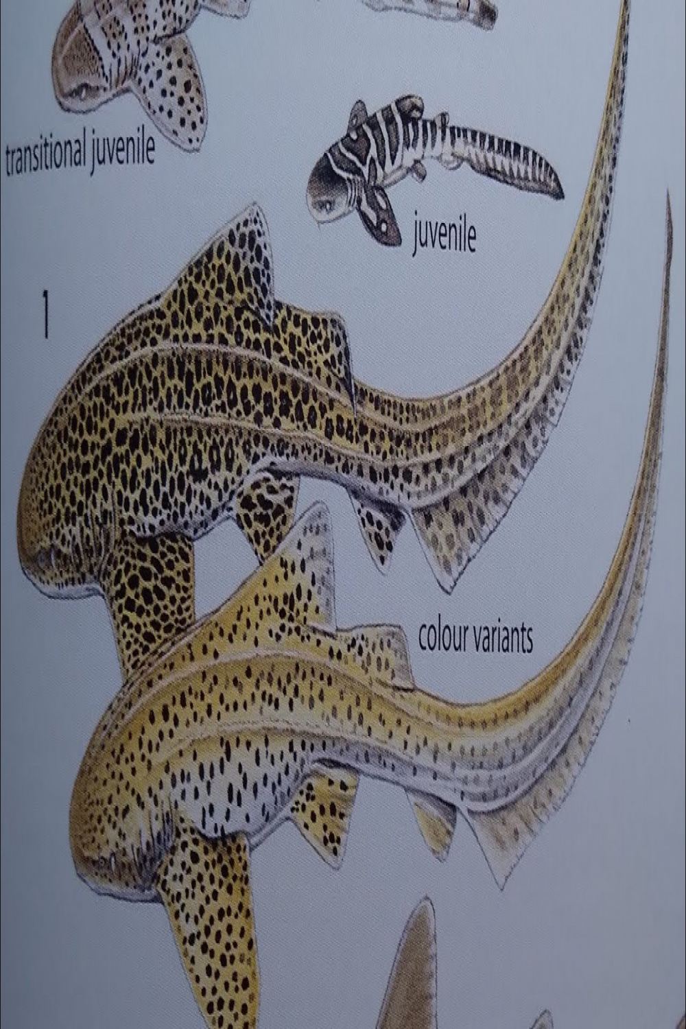 How To Draw a Zebra Shark