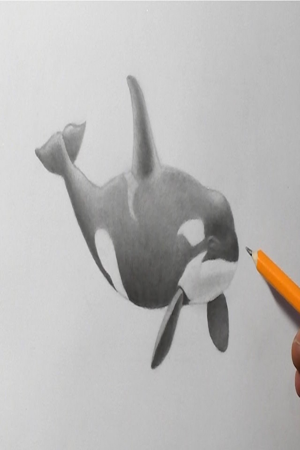 How to Draw an Orca  Killer Whale Pencil Drawing